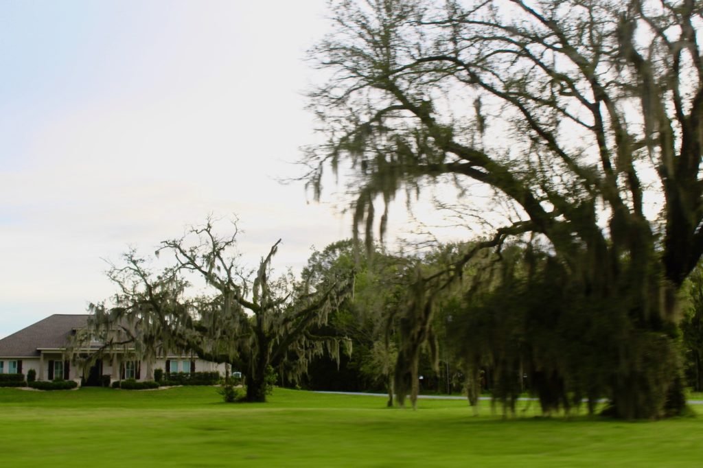 An image of a park with mossy trees in New Orleans, LA