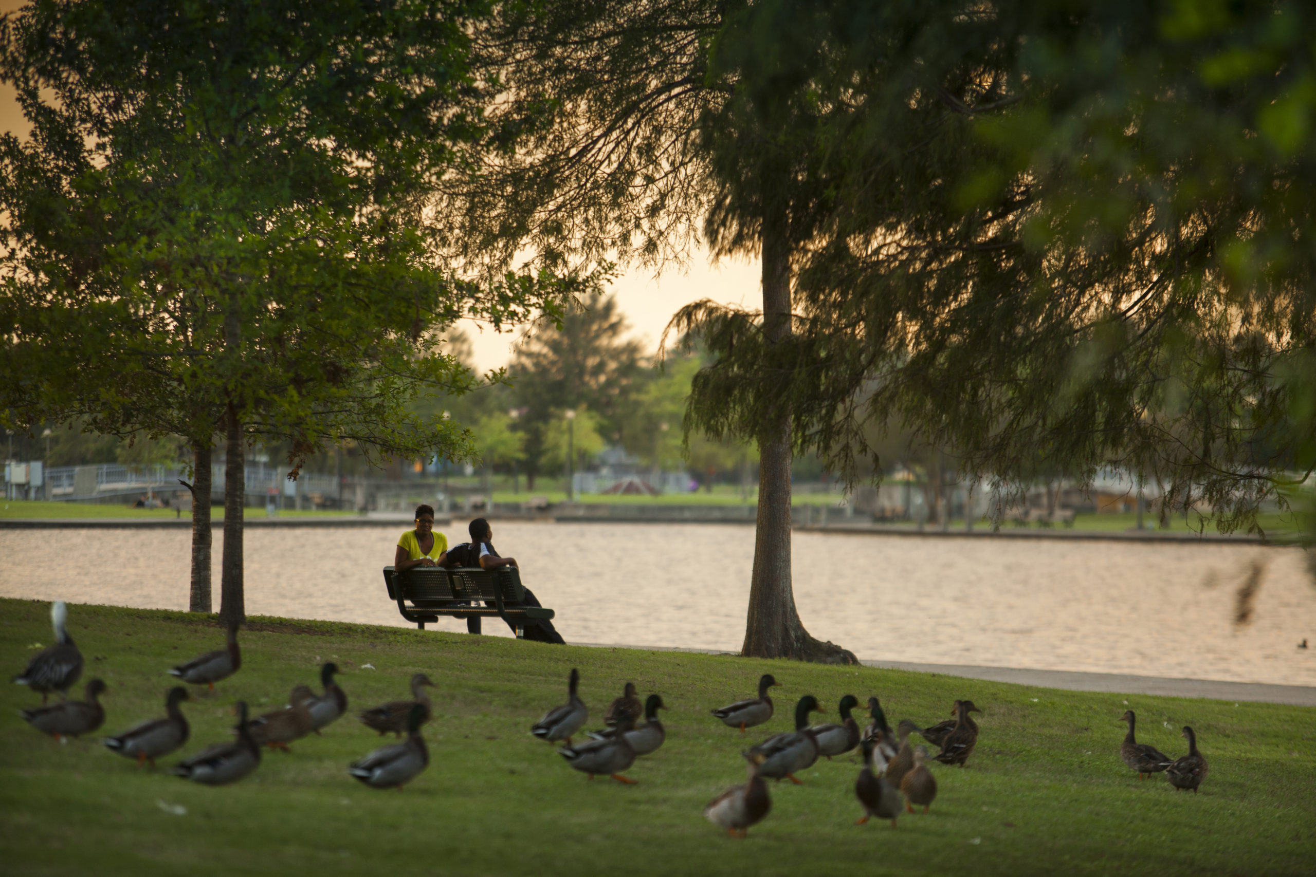People sit on a bench in a park while ducks run across the grass in New Orleans, LA