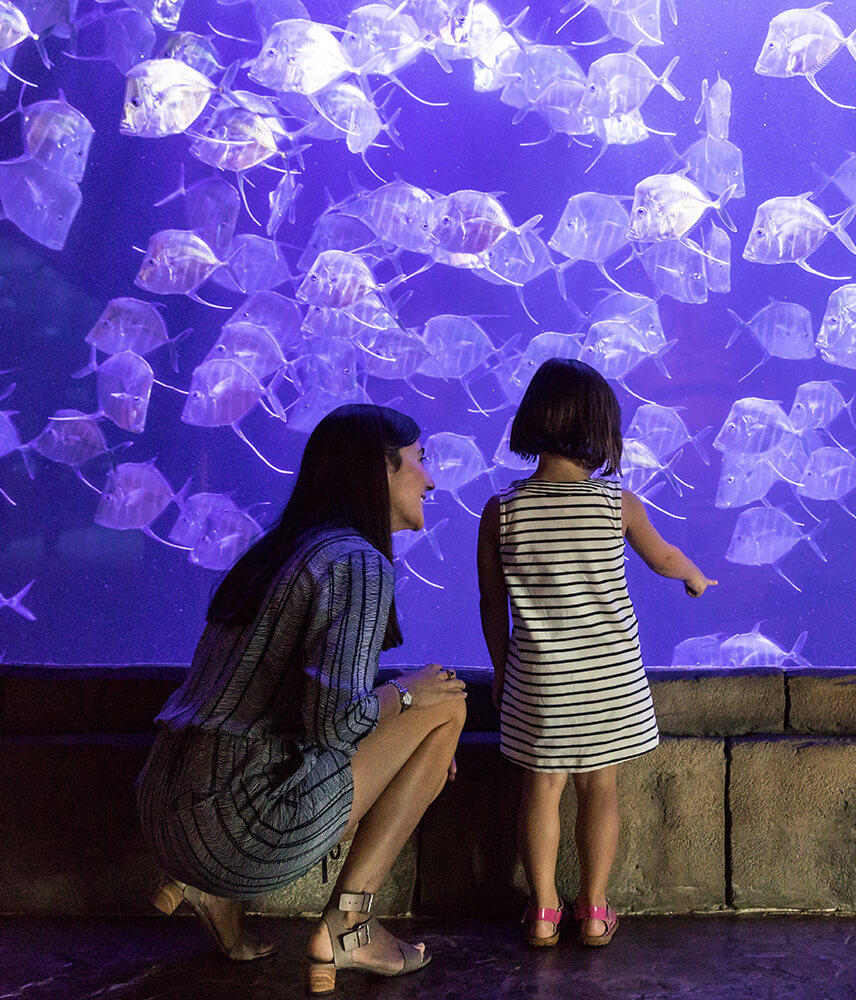 Mother and daughter stare at fish at Audobon Aquarium